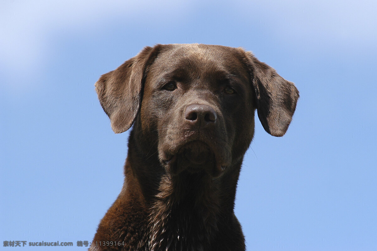 狗 特写 小狗 犬 小狗图片 宠物狗 名贵犬种 宠物狗图片 可爱 小狗图片大全 宠物 小动物 狗狗图片 生物世界