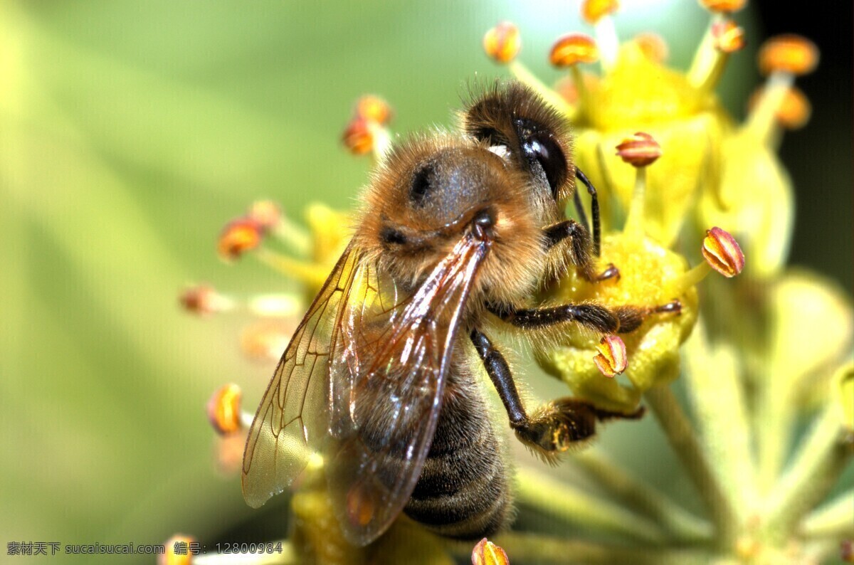 蜜蜂 采 蜜 花朵 昆虫 蜜蜂采蜜 生物世界 鲜花 植物 飞虫 采蜜 昆虫虫子