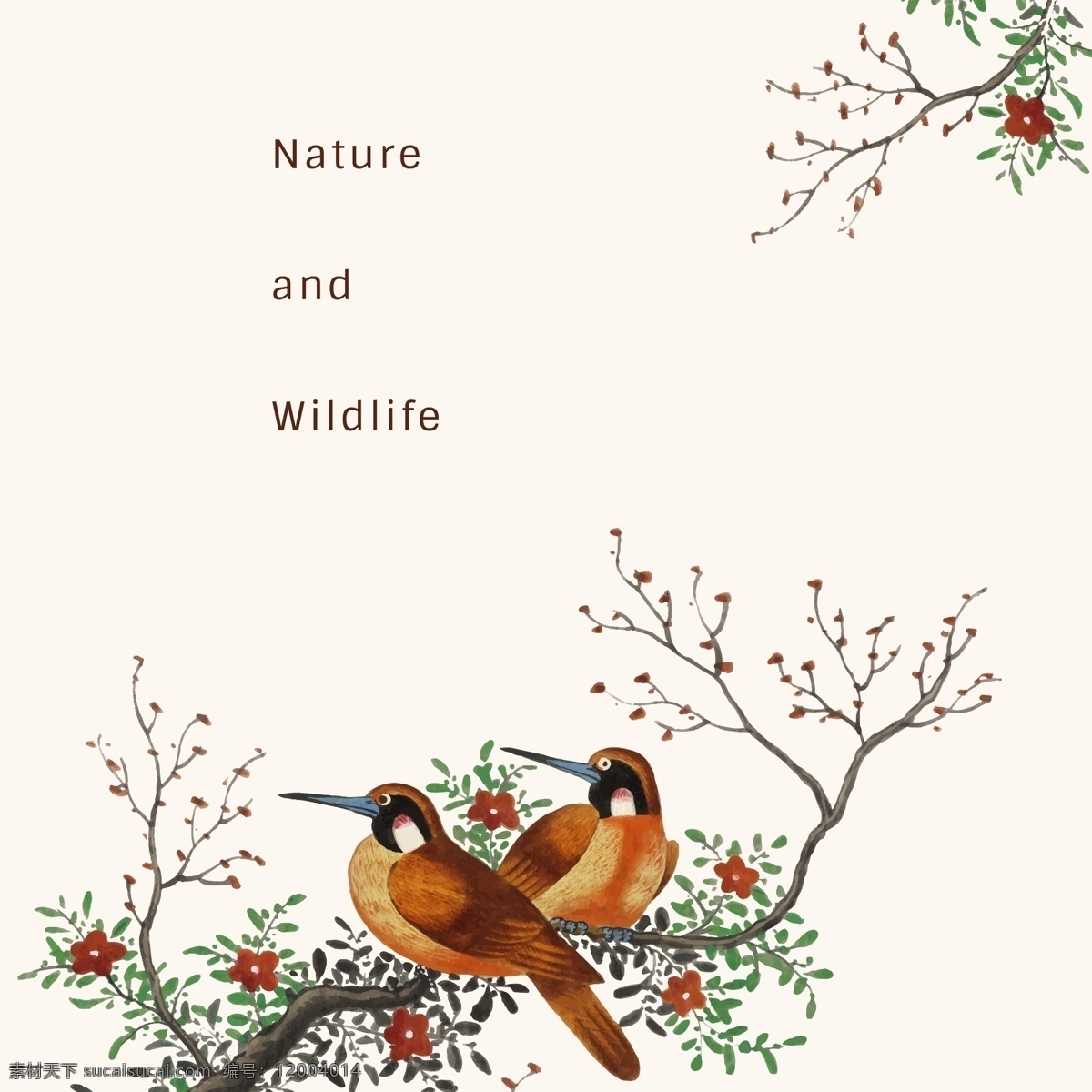 喜鹊图片 花 树 自然 野生动物 鸟