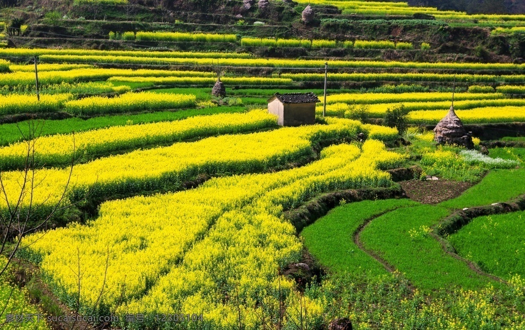 家朋油菜花 绩溪 家朋 油菜花 梯田 花海 田园风光 自然景观 国内旅游 旅游摄影