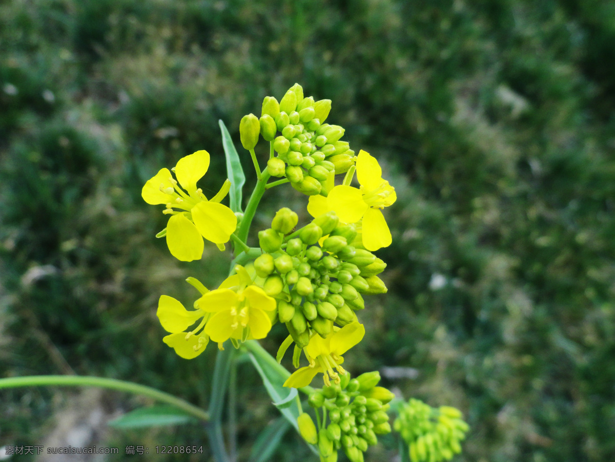 油菜花特写 油菜花素材 油菜花图片 油菜花朵 油菜开花 菜花 花 花卉 生物世界 花草