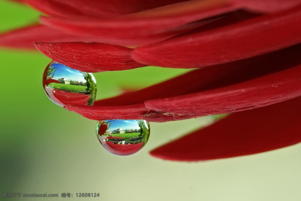 背景 红色 花瓣 花草 生物世界 水滴 唯美 桌面 水滴设计素材 水滴模板下载 psd源文件