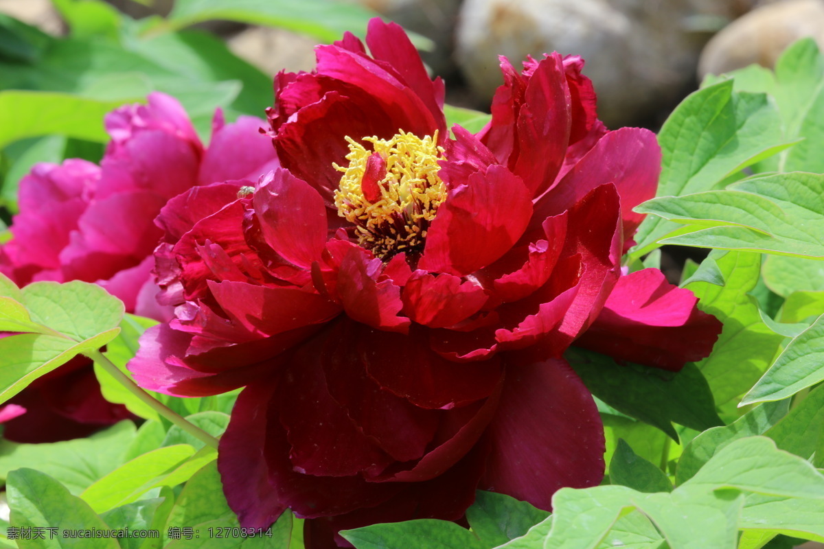 牡丹花 牡丹 观赏花卉 鼠姑 木芍药 百雨金 洛阳花 花朵 花瓣 花蕊 花卉 花儿 花草 植物 园林绿化 绿化景观 芍药牡丹 生物世界