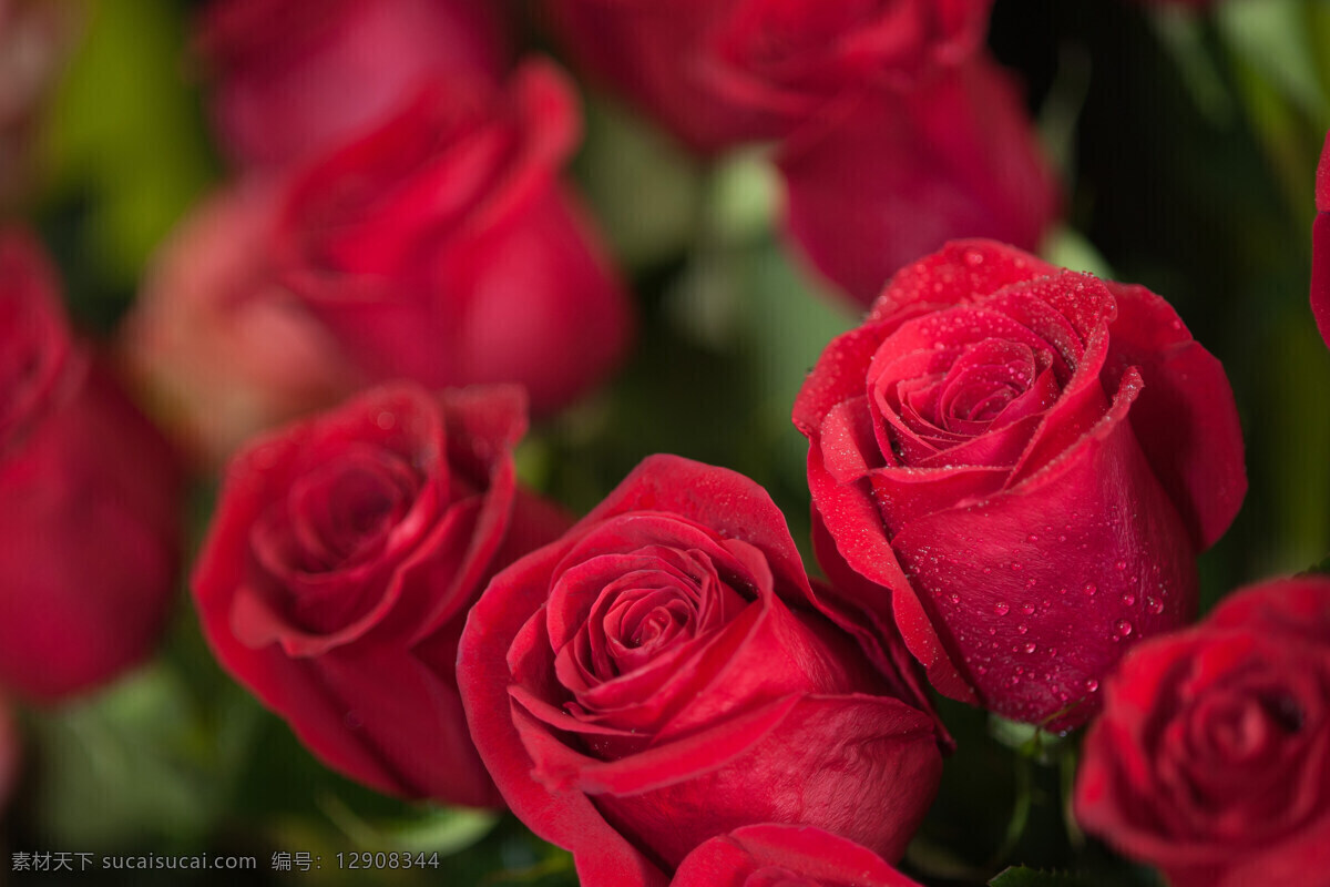 漂亮 玫瑰 花朵 红玫瑰 玫瑰花 鲜花背景 美丽鲜花 美丽花朵 花卉 鲜花摄影 漂亮花朵 花草树木 生物世界