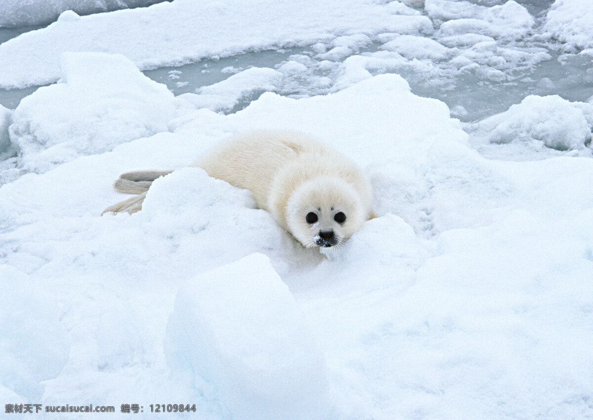 冰雪 上 海豹 动物世界 生物世界 冰川 水中生物