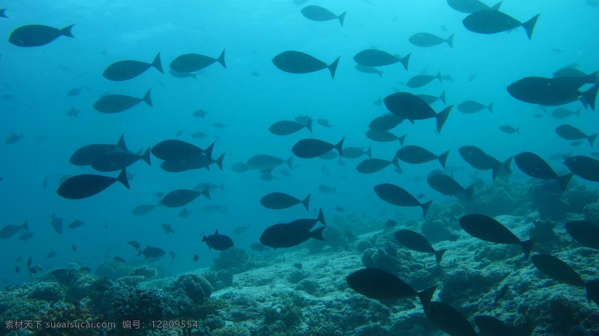 海底风光 海洋深处 海洋底部 海洋背景 蓝色海洋 珊瑚 海底植物 海底生物 海洋动物 深海 鱼群 潜水 大鱼 海鱼 蓝海 波浪 鱼 风景 生物世界 海洋生物