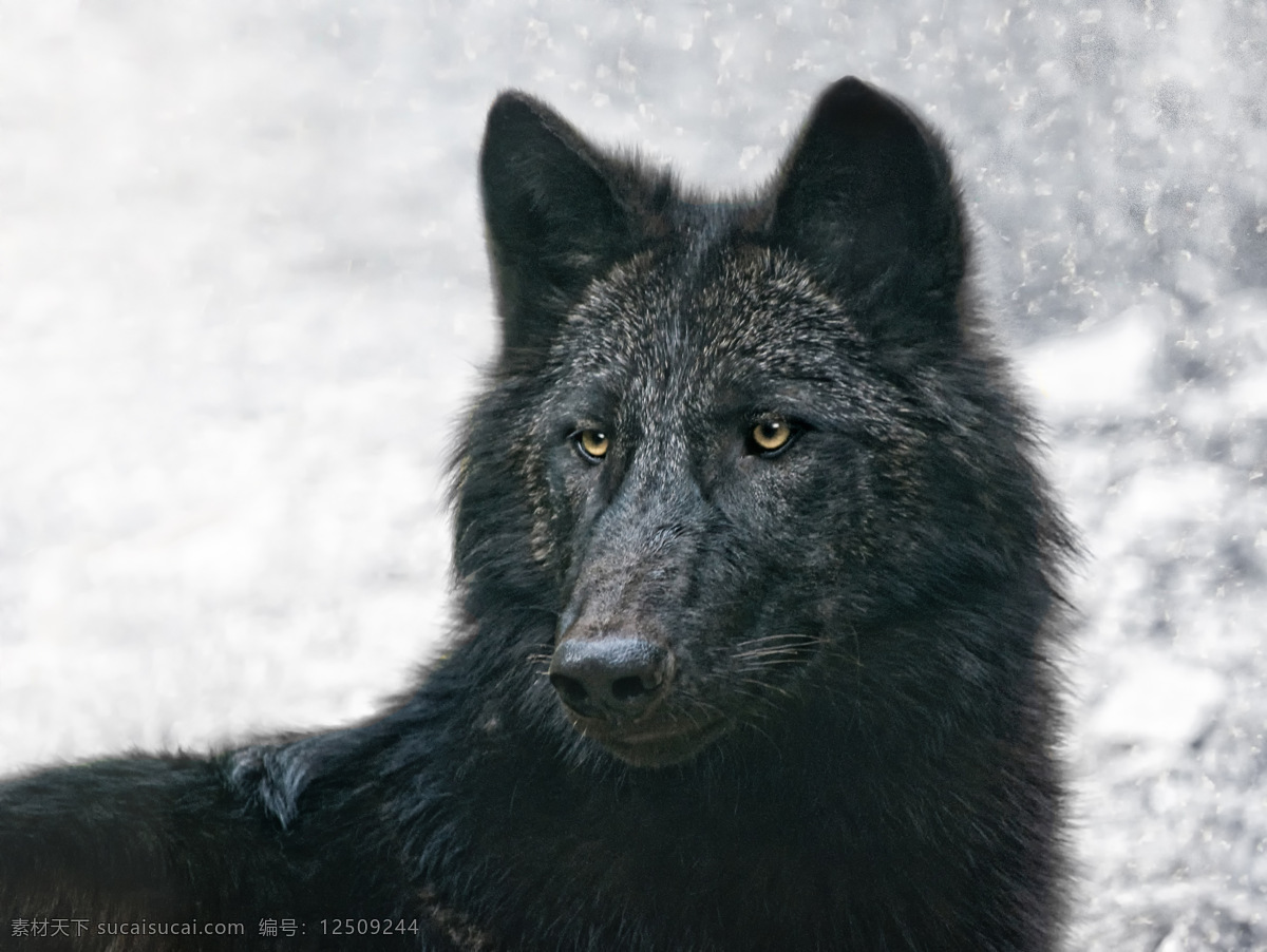 野狼 狼 灰狼 野生动物 珍贵动物 大灰狼 生物世界
