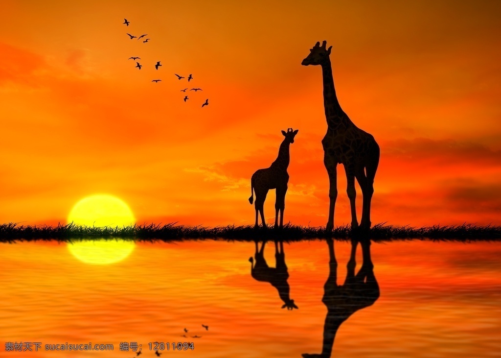 夕阳 下 长颈鹿 下的 天空 彩霞 生物世界 野生动物