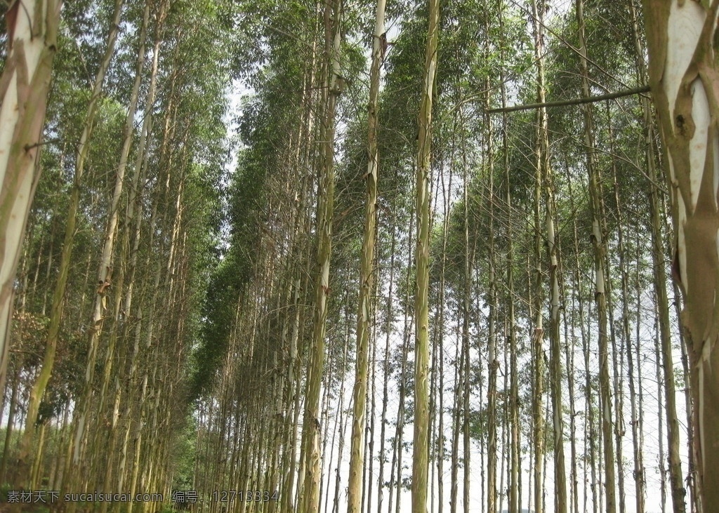 漂亮桉树林 桉树林 树木 树林 风景 大自然 树木树叶 生物世界