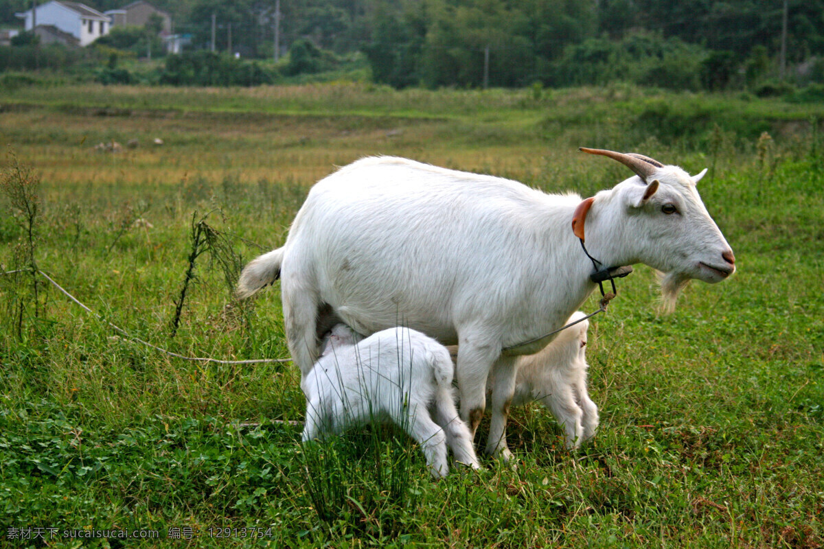 小羊吃奶 动物 喂奶 羊 生物世界 家禽家畜 摄影图库