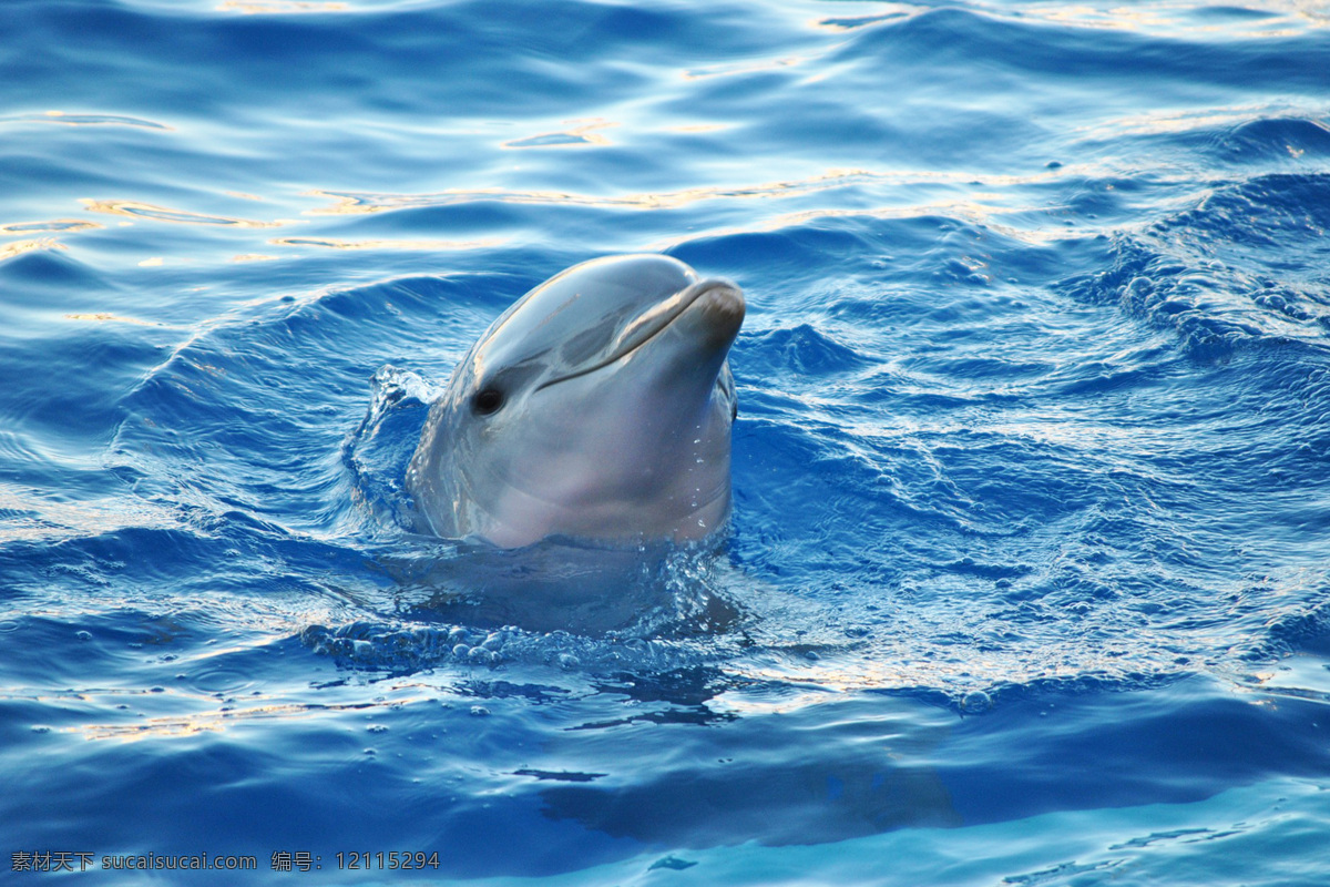 海狶 鱼兽 鱼狸 海豚鱼 海豨 海猪 海猪仔 oceanic dolphins delphis delphinids 水生哺乳动物 哺乳动物 海洋哺乳动物