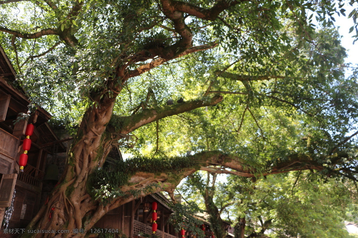 古树 风景 绿色 大树 景观 凉爽 生物世界 树木树叶