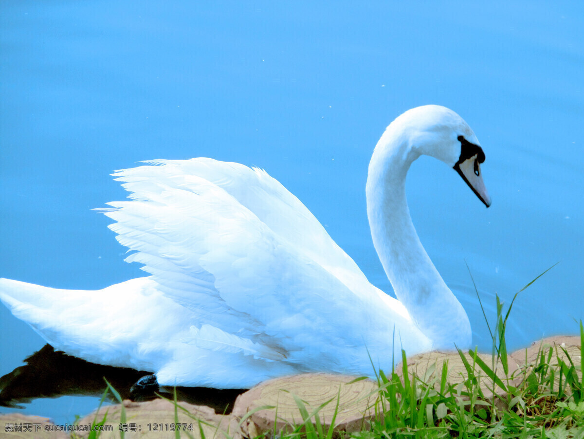 美丽天鹅 天鹅 白天鹅 天鹅湖 水鸟 湖水 湖面 水波 围栏 木桩 小草 生物世界 鸟类