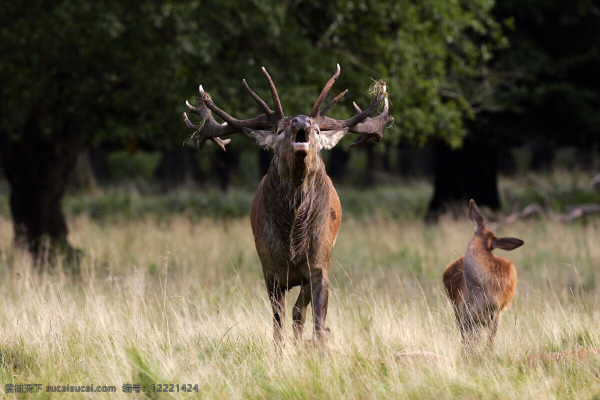 草原上的麋鹿 草原 麋鹿 鹿 野生动物 动物世界 摄影图 陆地动物 生物世界 黑色