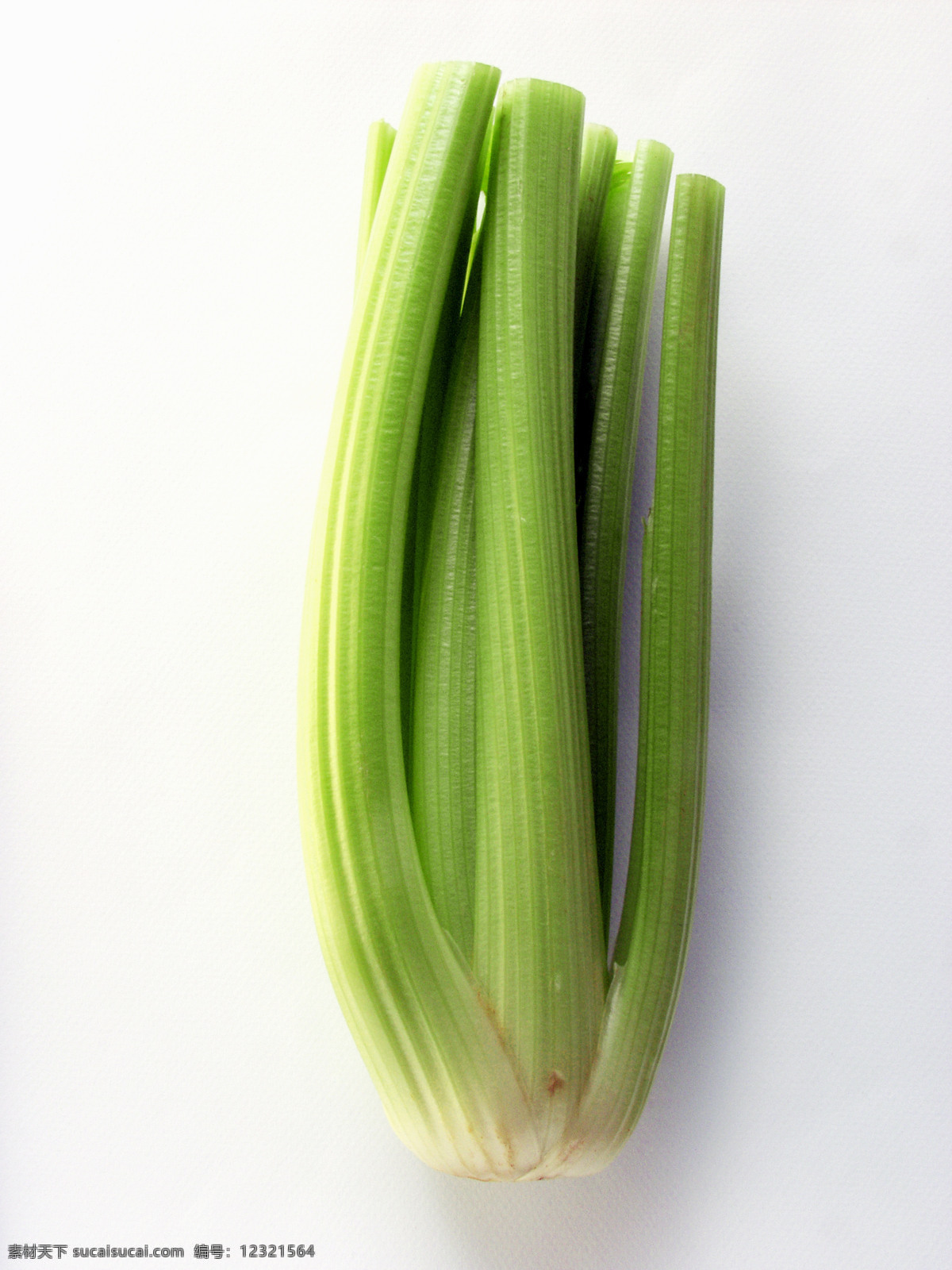 芹菜 高清图片 绿色蔬菜 绿色植物 生物世界 蔬菜 绿色青菜 伞形科植物 水芹 香芹 风景 生活 旅游餐饮