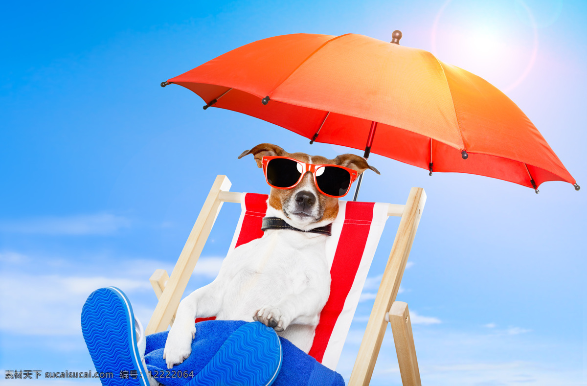 海边 晒太阳 小狗 度假 墨镜 遮阳伞 可爱的小狗 狗狗 宠物狗 小动物 可爱动物 陆地动物 生物世界 蓝色