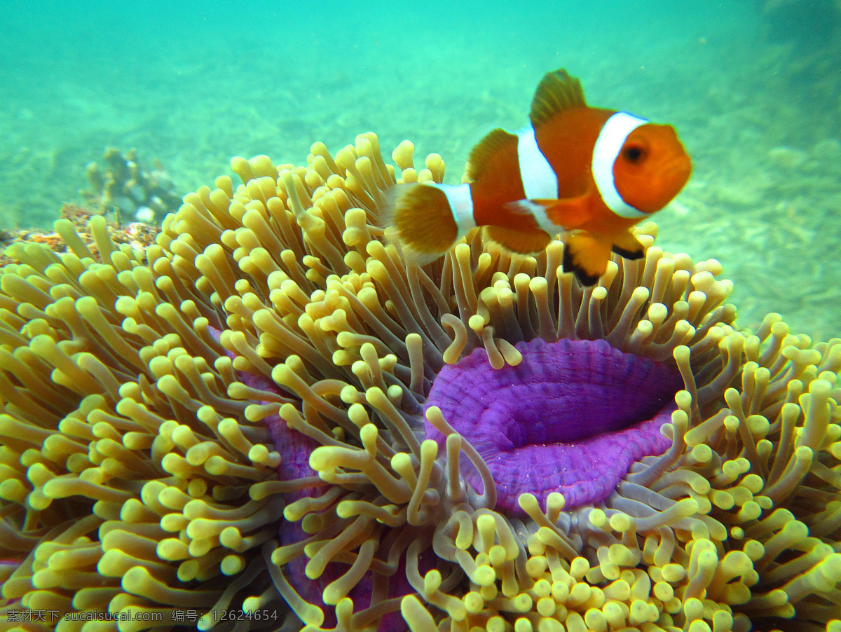 海底 小丑鱼 珊瑚 风景 自然风光 鱼 美丽 普吉 深潜 旅游摄影 国外旅游