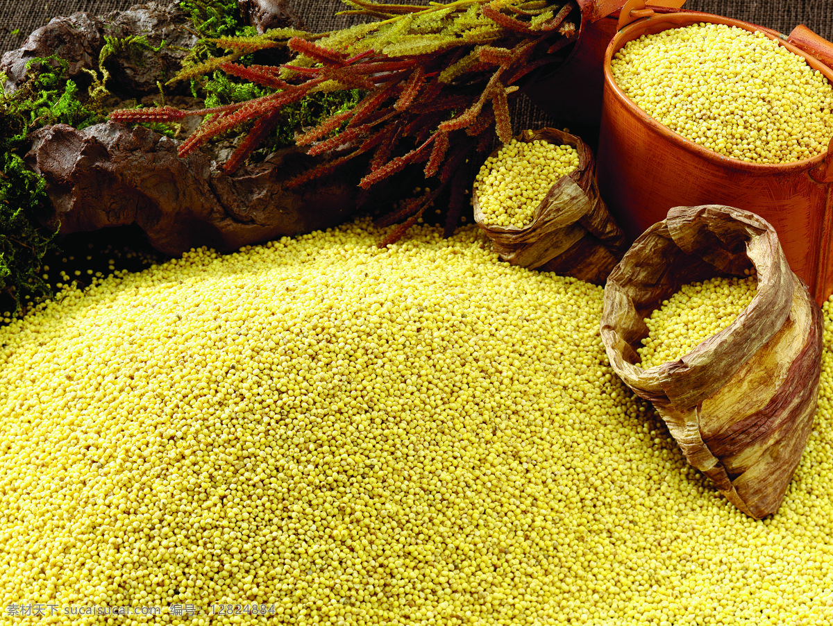 小米图片素材 五谷杂粮 农产品 食材 食物 粮食 营养 一堆 黄颜色 食物原料 餐饮美食 食材原料