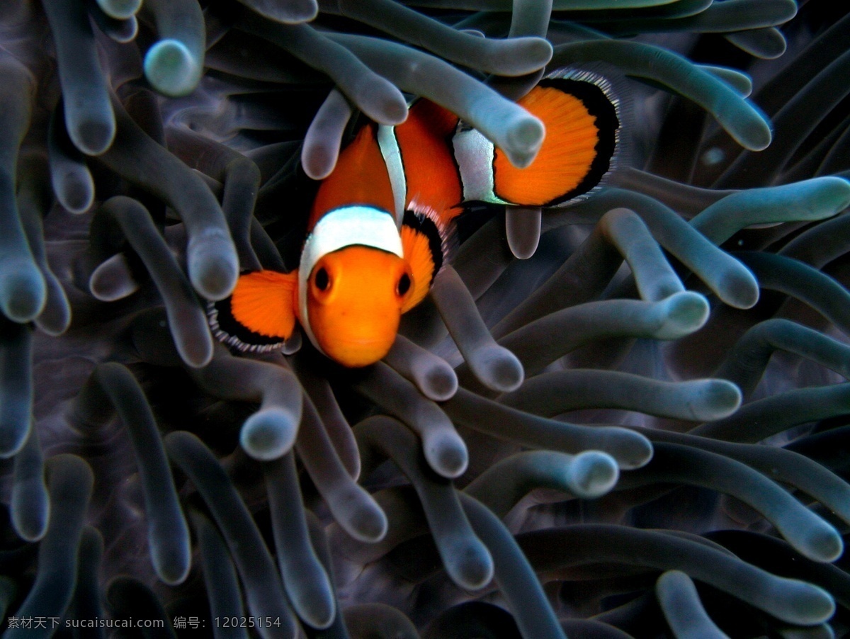 海底 世界 发光 红色 蓝色 珊瑚 生物世界 透明 底世界 鱼 鱼类