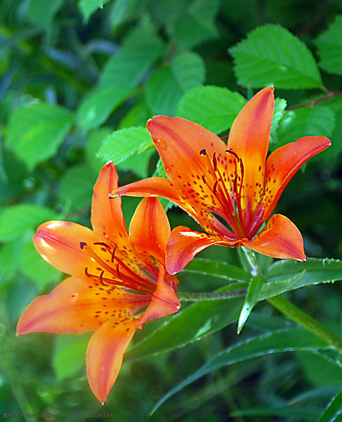 百合花 花草 花朵 花卉 教育 生物世界 校园 中 根河市 中学 学校 植物 psd源文件