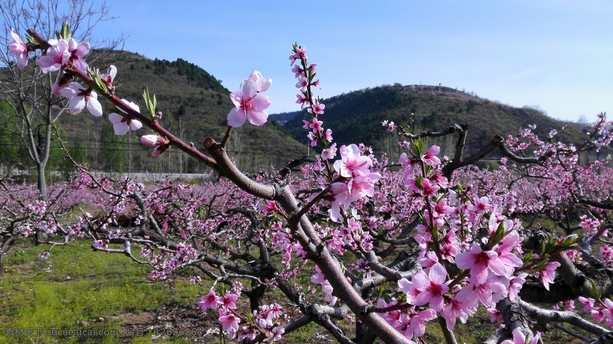 美丽的桃花 桃花 美丽 盛开 树木 天空 自然生物 生物世界 花草