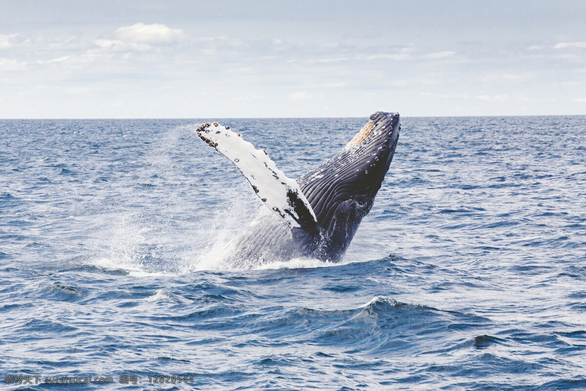 大 鲸鱼 高清 大鲸鱼 热带 暖海性 鲸类
