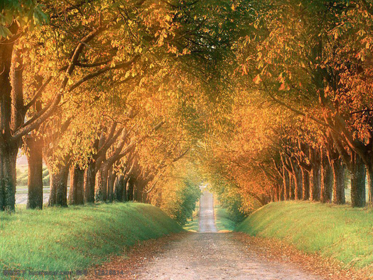 深秋 美丽 街道 金黄色 树叶 衬托 出 非凡 安静 风景 生活 旅游餐饮