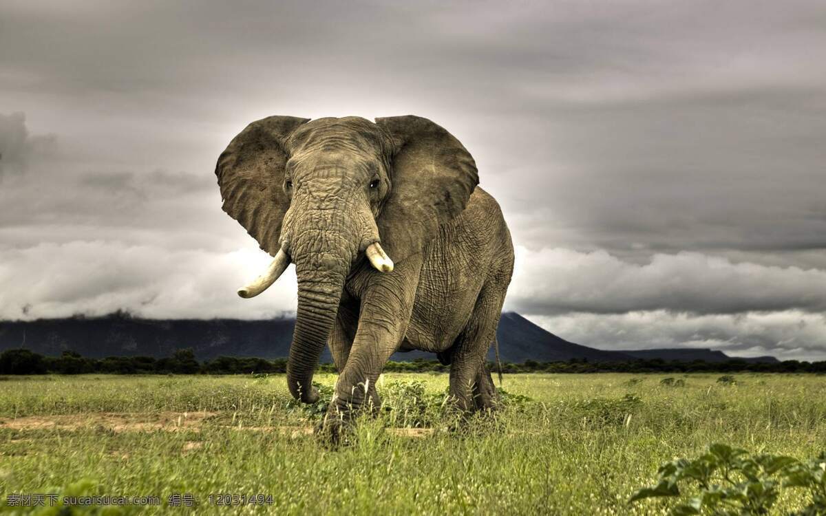 非洲 草原 上 大象 草地 非洲大象 风景 生活 旅游餐饮