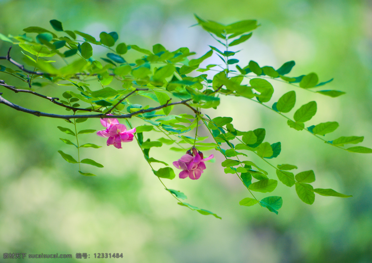 红槐花 槐花 树枝 绿叶 槐树叶 生物世界 花草 绿色