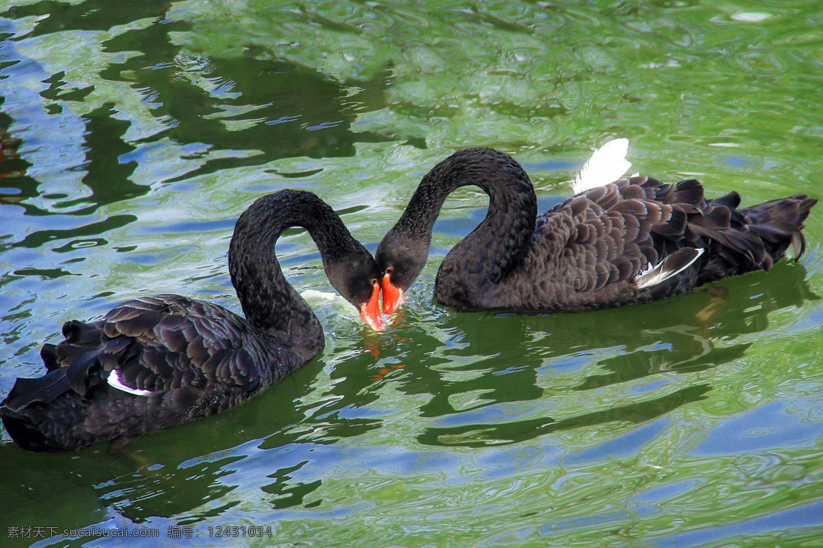 天鹅 黑天鹅 爱情象征 常信 常州信息职业 生物世界 鸟类