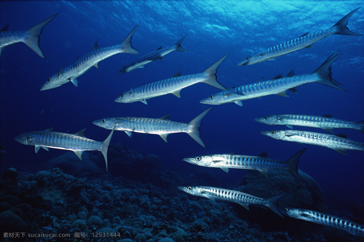 海底鱼群 鱼群 海洋鱼 枪鱼 银色枪鱼 枪鱼鱼群 热带鱼 观赏鱼 蓝色海水 水族馆 海底世界 海洋世界 海底公园 大陆架 深海 海洋生物 生物世界
