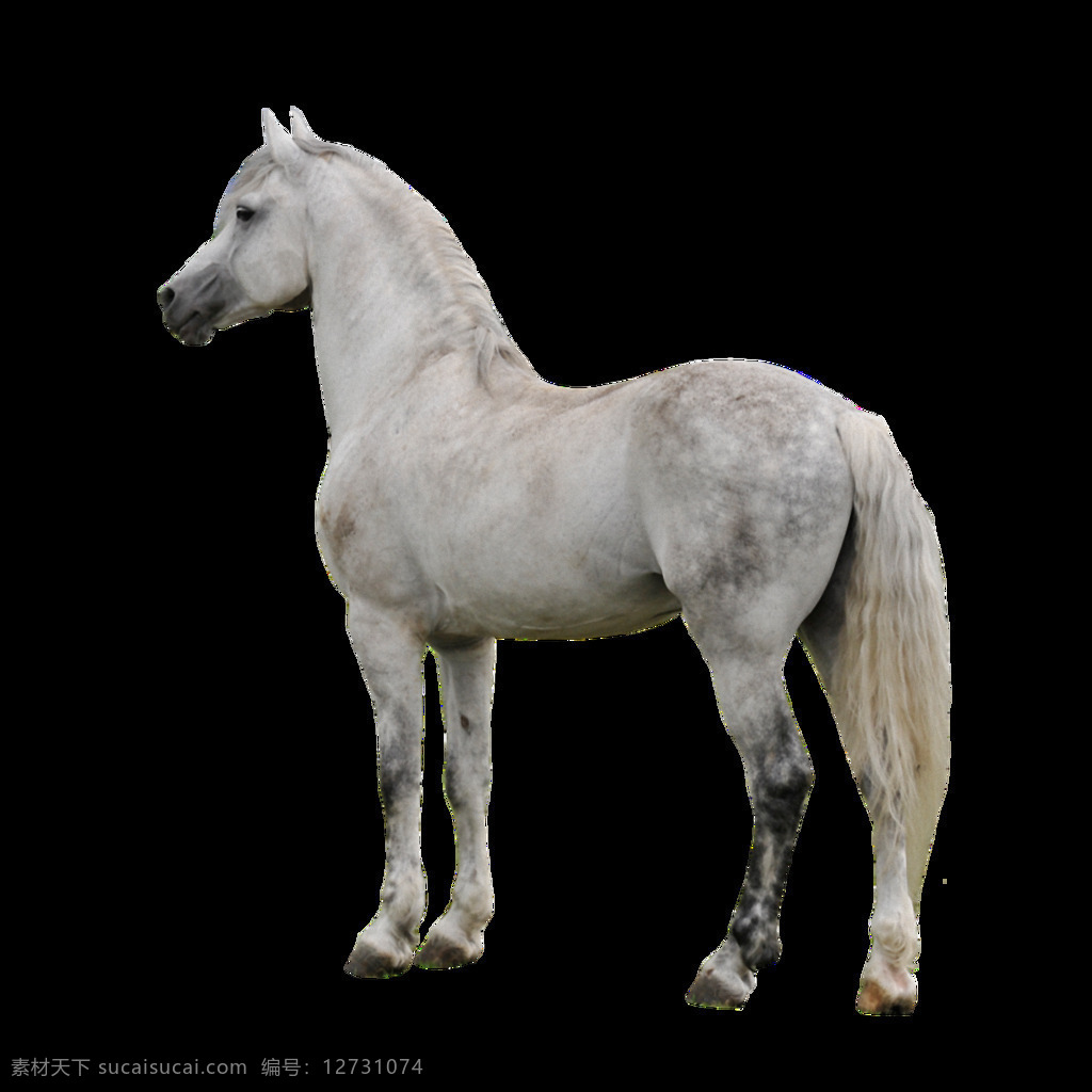 站 白马 免 抠 透明 站着的白马 白 跃马 广告 骏马 骏马素材 健壮的马