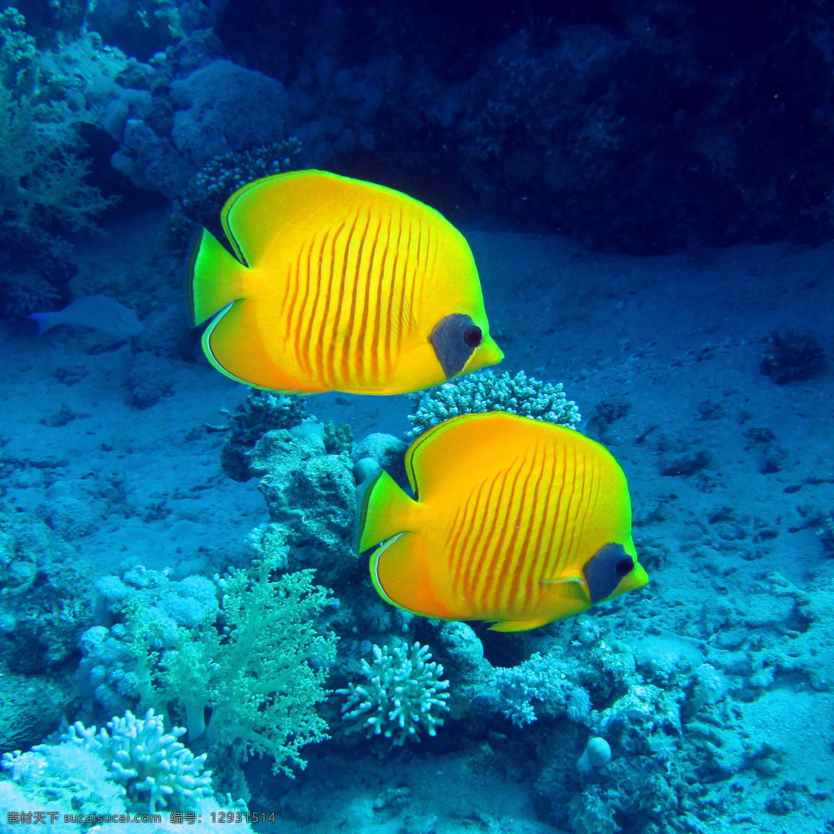 海底水中的鱼 鱼 鱼类动物 海底生物 水中生物 海洋生物 海洋动物 动物世界 生物世界 青色 天蓝色