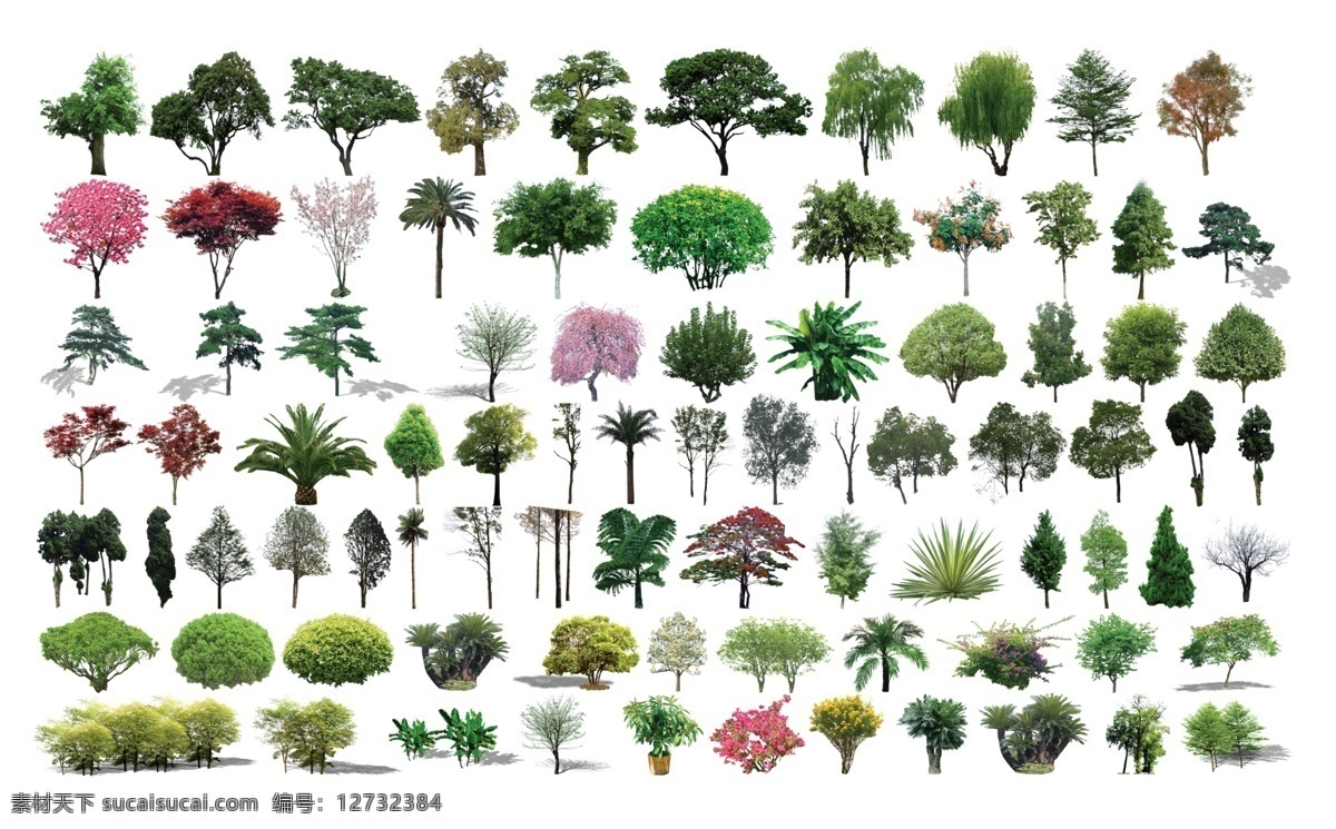 景观植物 树 树木 乔木 园林植物 景观树 效果图植物 植物素材 自然景观 建筑园林