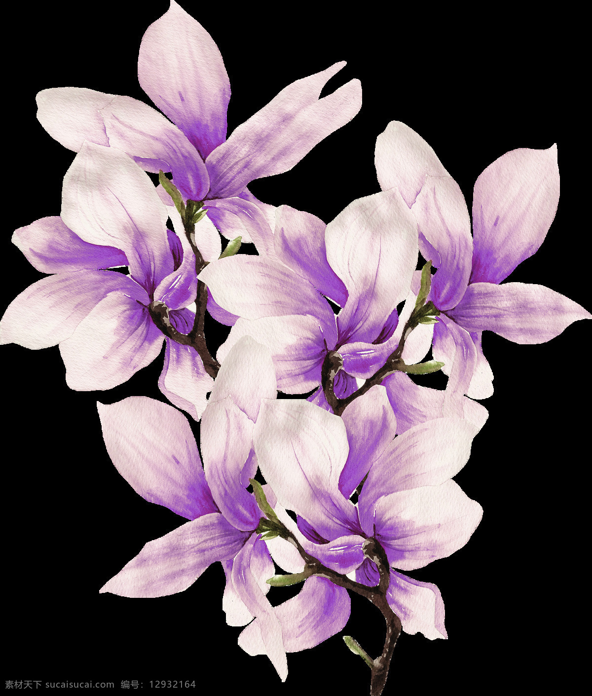 手绘 娇艳 木兰花 透明 粉色 免扣素材 水彩 头饰 透明素材 唯美 装饰图案 紫色
