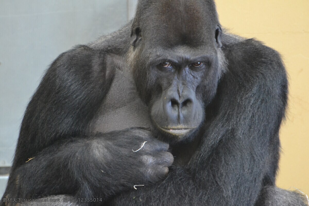 大猩猩 猩猩 保护动物 珍稀动物 生物世界 野生动物