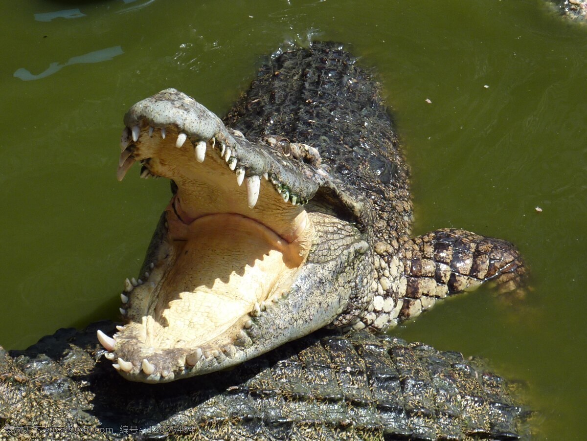 鳄鱼 扬子鳄 爬行动物 野生动物 保护动物 珍稀动物 生物世界