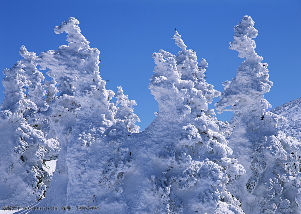树梢上的积雪 美丽风景 风光 景色 美景 自然景观 风景摄影 树木 树林 森林 冬天 冬季 雪景 积雪 白雪 花草树木 生物世界 蓝色
