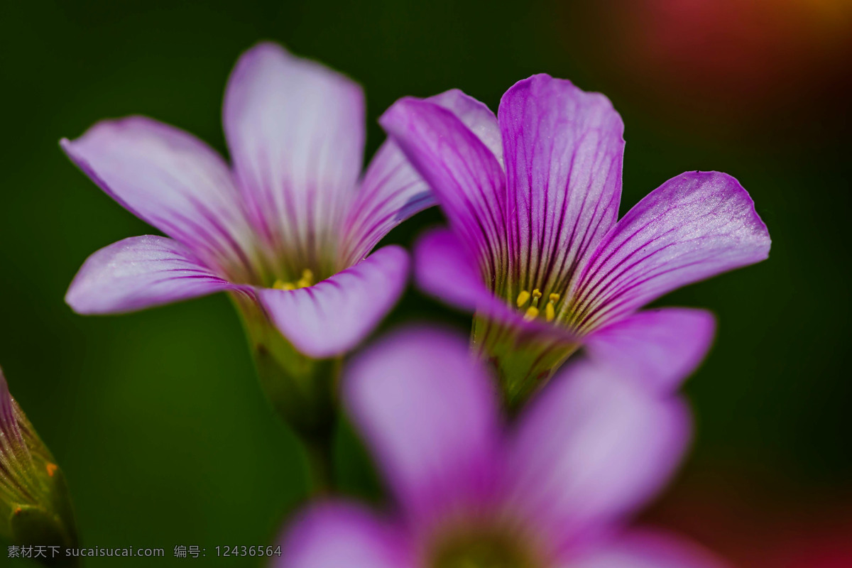 唯美 酢 浆 草 高清 花草 鲜花 紫色 花瓣 花卉