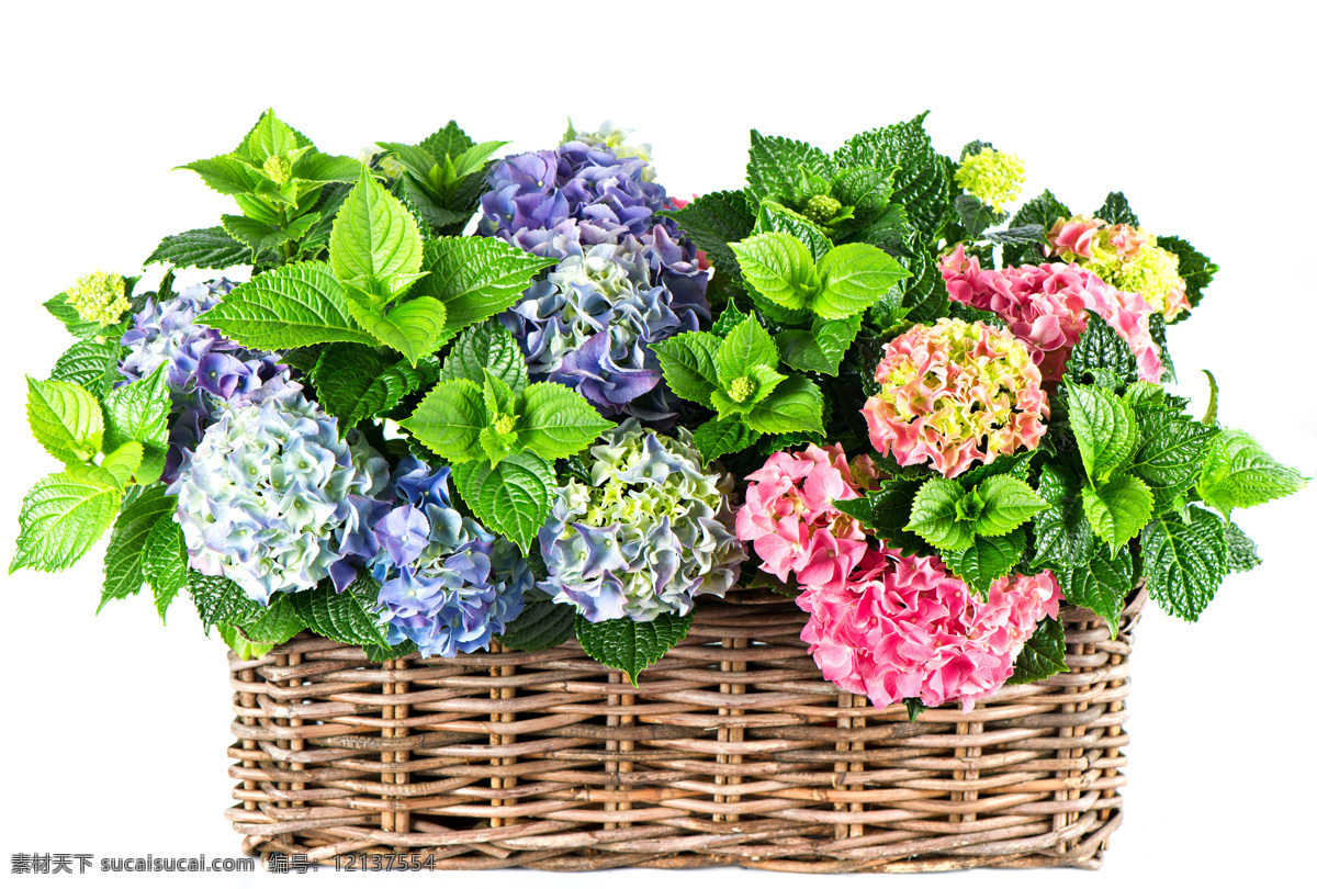 一篮子的花朵 花 花朵 鲜花 节日庆祝 文化艺术 装饰花 花卉 篮子与花 绿叶 鲜花绿叶 花草树木 生物世界 白色
