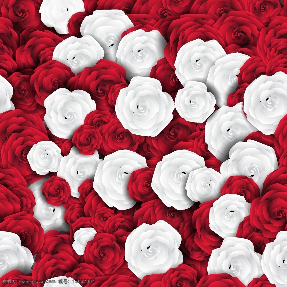 白 玫瑰 红玫瑰 花型 背景 花 爱 自然 红 花背景 壁纸 红色背景 白色背景 白色 浪漫