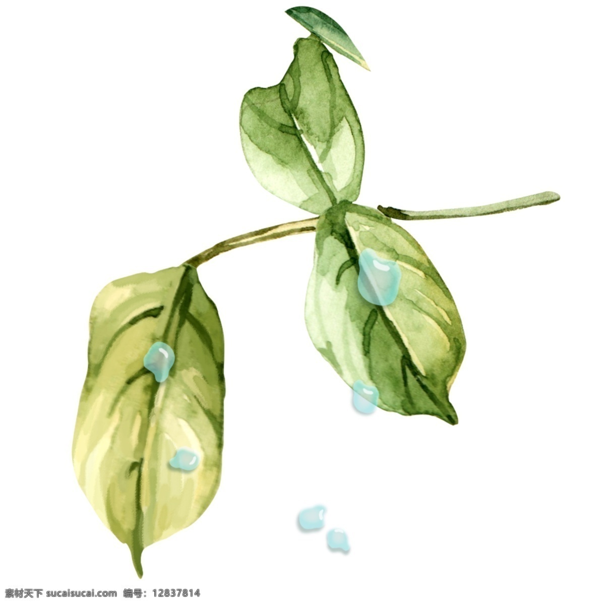 大气 植物 手绘 清新 叶子 小水 滴 元素 小清新 植物元素 水彩手绘 绿色叶子 水滴元素