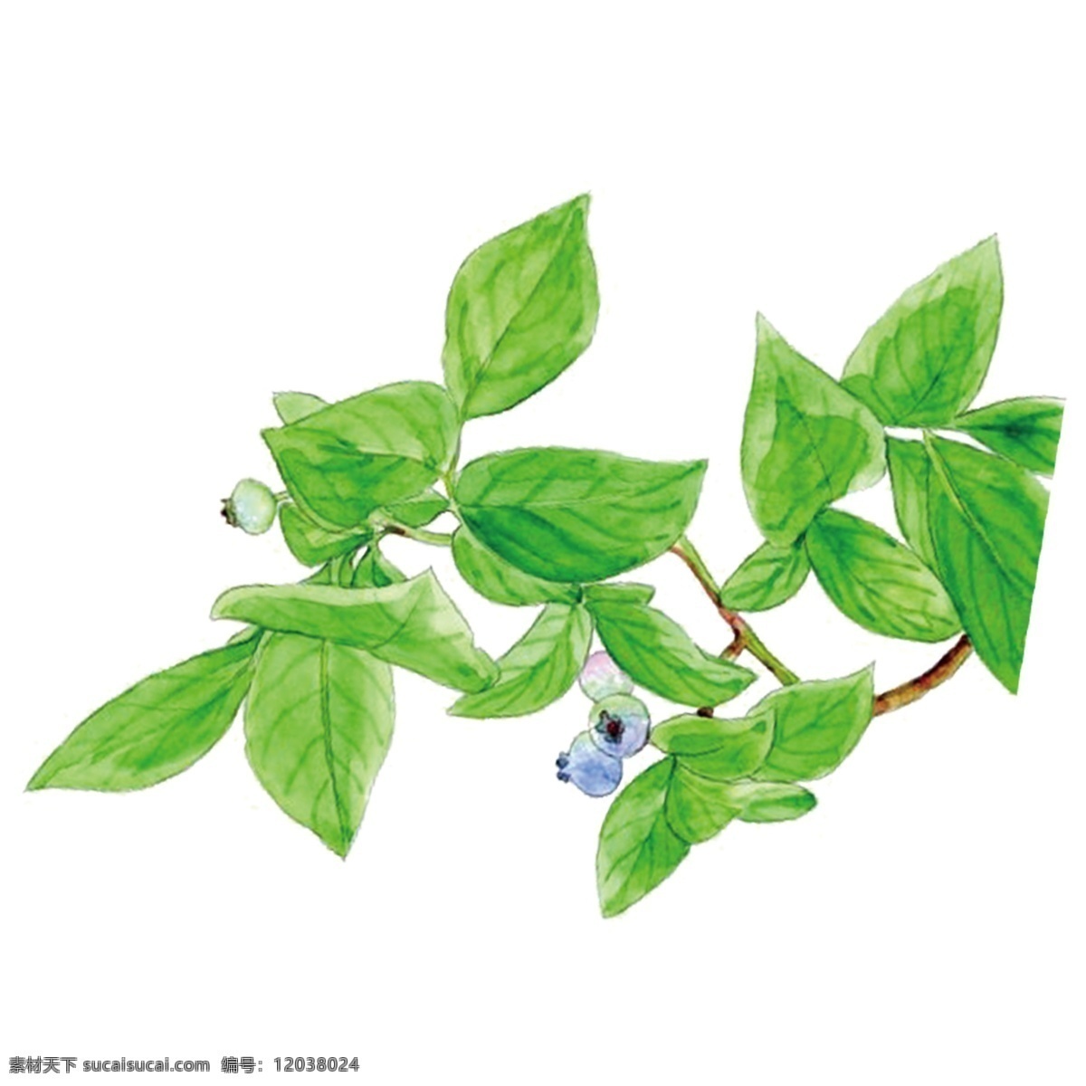 手绘 蓝莓 树枝 绿叶 装饰素材