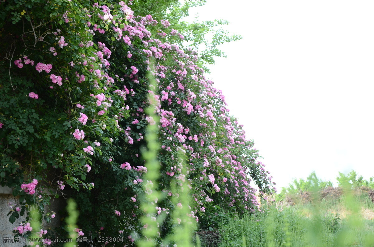 野花 花朵 爬山虎 花墙 牵牛花 春天 鲜花 田野 夏天 自然景观 自然风景