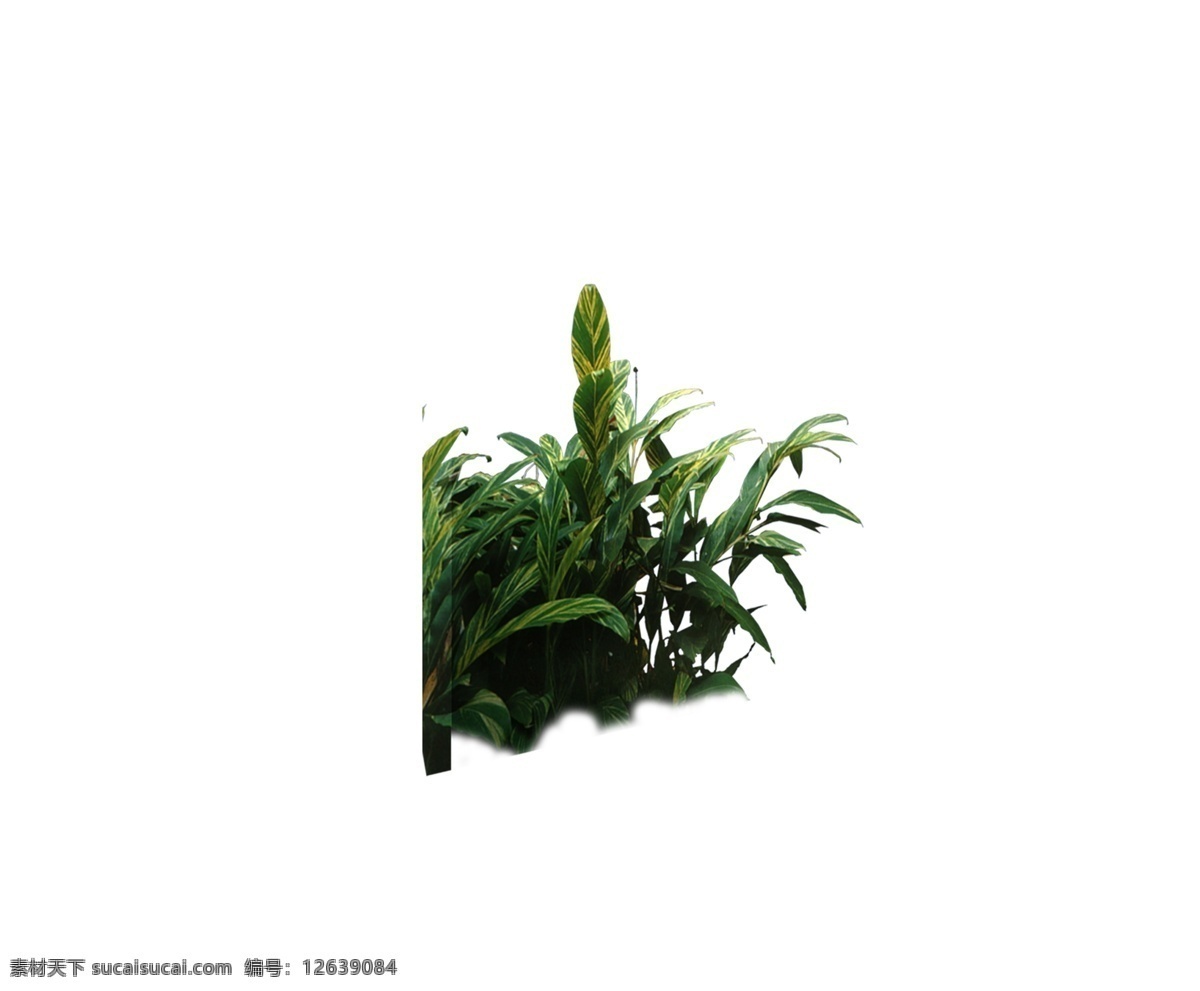 园林植物草坪 植物素材 园林素材 白色