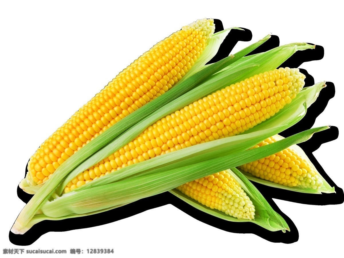玉米 嫩玉米 农作物 作物 农业 丰收 果实 玉米棒 无公害 绿色