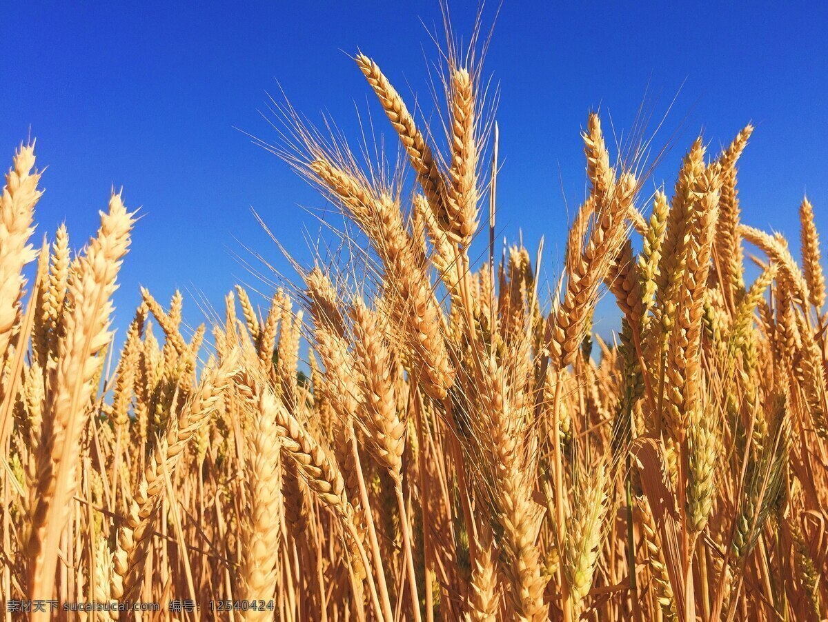 麦子 小麦 成熟 收割 丰收 餐饮美食 传统美食