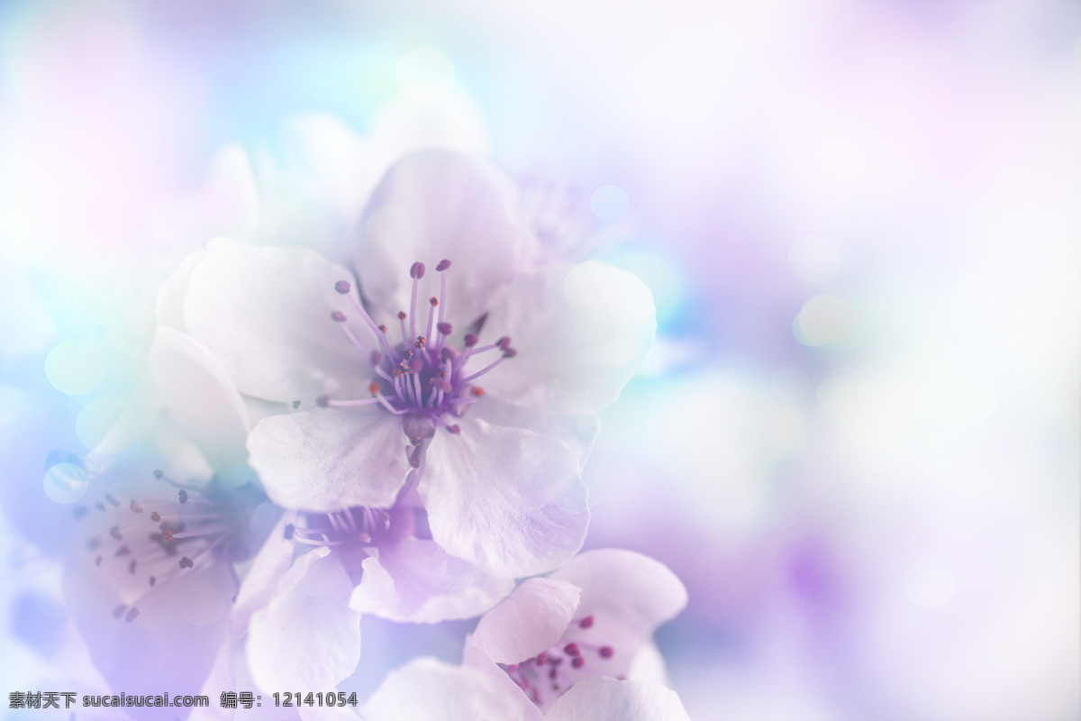 粉色 光斑 桃花 植物花朵 美丽鲜花 漂亮花朵 花卉 鲜花摄影 花草树木 生物世界