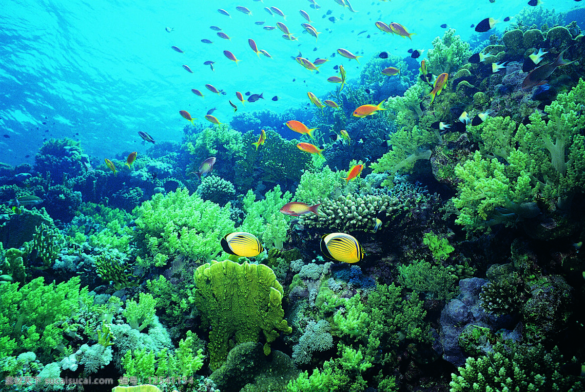 海底鱼群 海洋 鱼 鱼群 海底世界 海底生物 珊瑚 海洋生物 生物世界