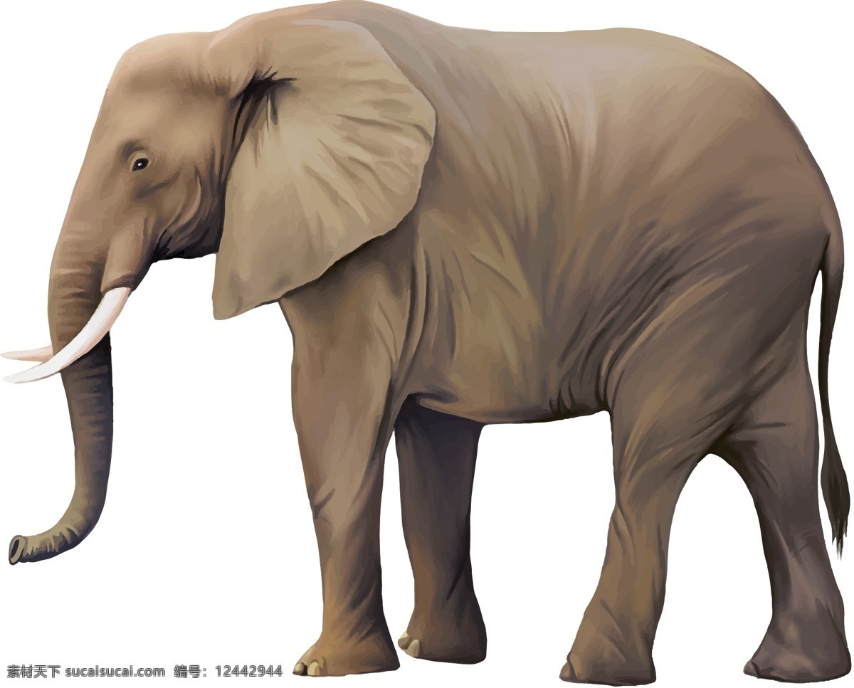 大象 矢量 素材图片 大象矢量素材 eps格式 野生动物 矢量图 矢量文件